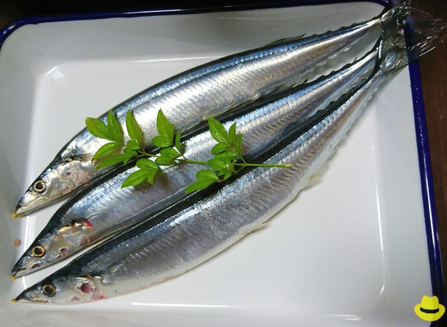 秋刀魚 と書いて さんま 一番おいしいのは いつのサンマ