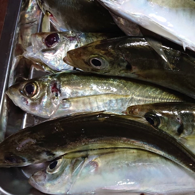 おかず釣り師が行く!「久しぶり 封鎖解除の 浜の鰺」＃半夜釣り