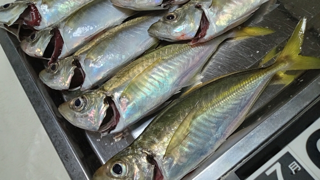 おかず釣り師が行く イカは餌持ちが良いけど 今はオキアミの方が良く釣れる 鯵のカゴ釣り